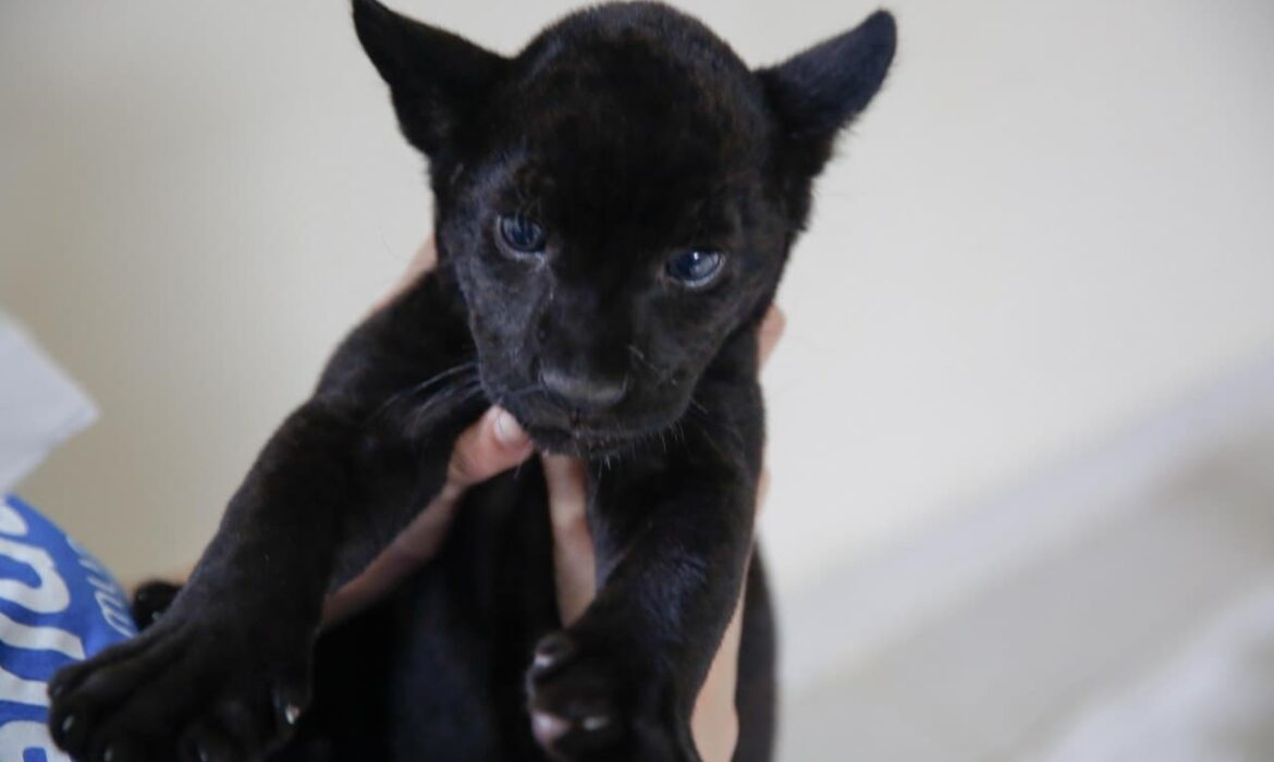 Buscan nombre para jaguar negro que nació en zoológico El Centenario