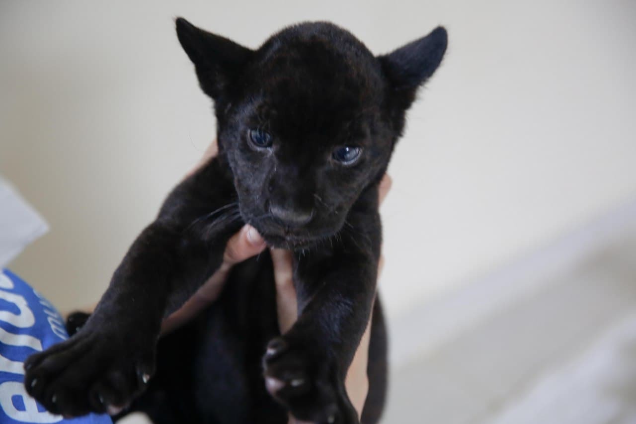 Buscan nombre para jaguar negro que nació en zoológico El Centenario