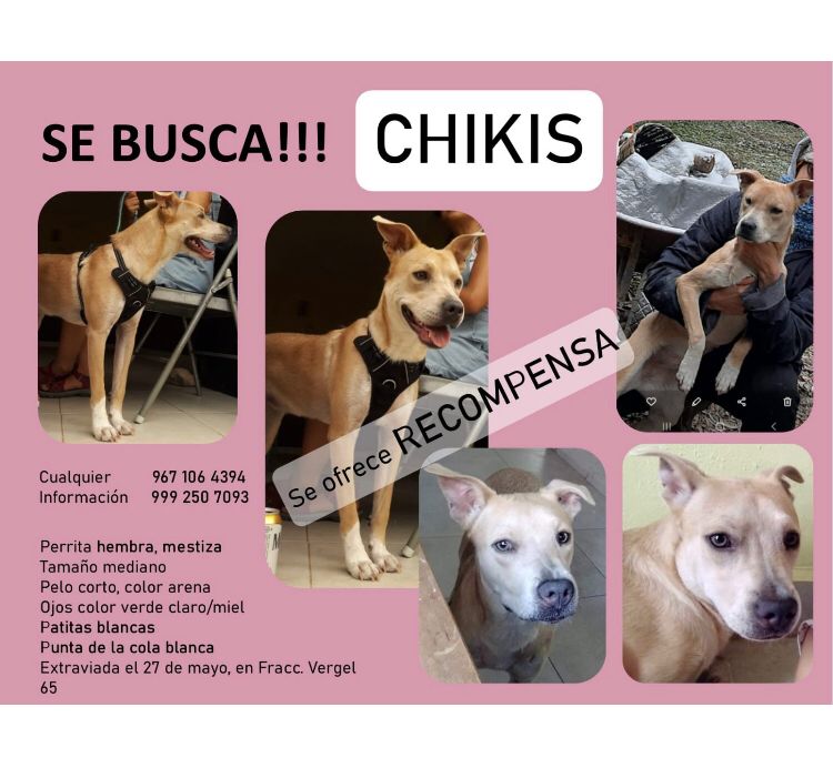 Se busca a Chikis, una perrita norteña extraviada en Mérida