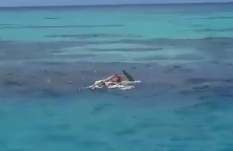Tiburón devora náufrago en Alacranes