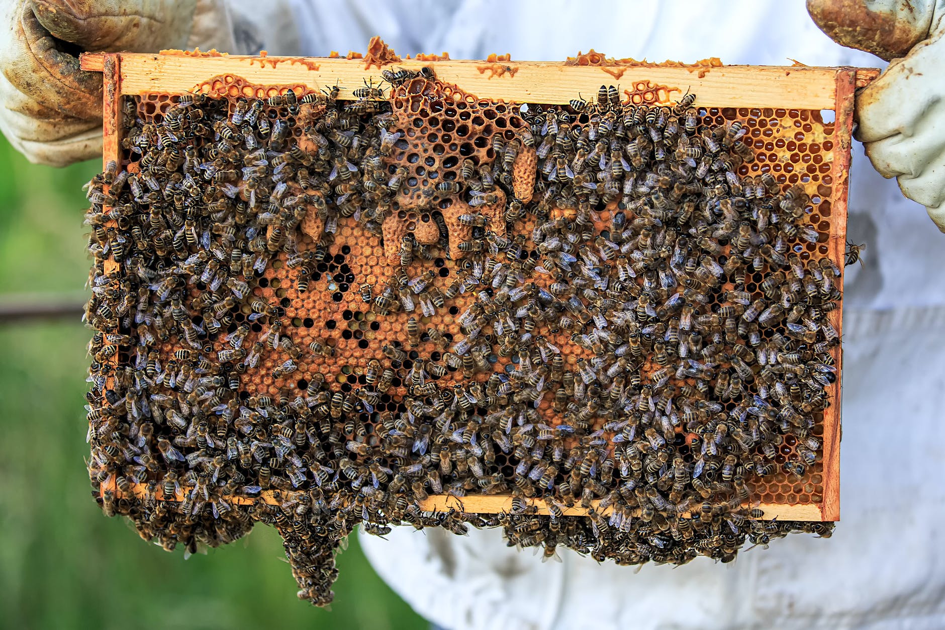 a swarm of honey bees on a beehive