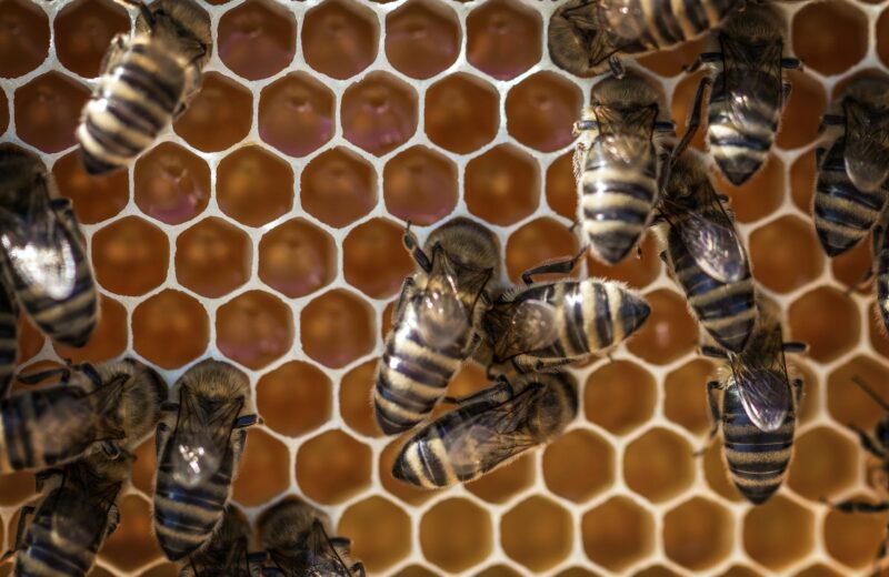 La apicultura yucateca pasa por un buen momento