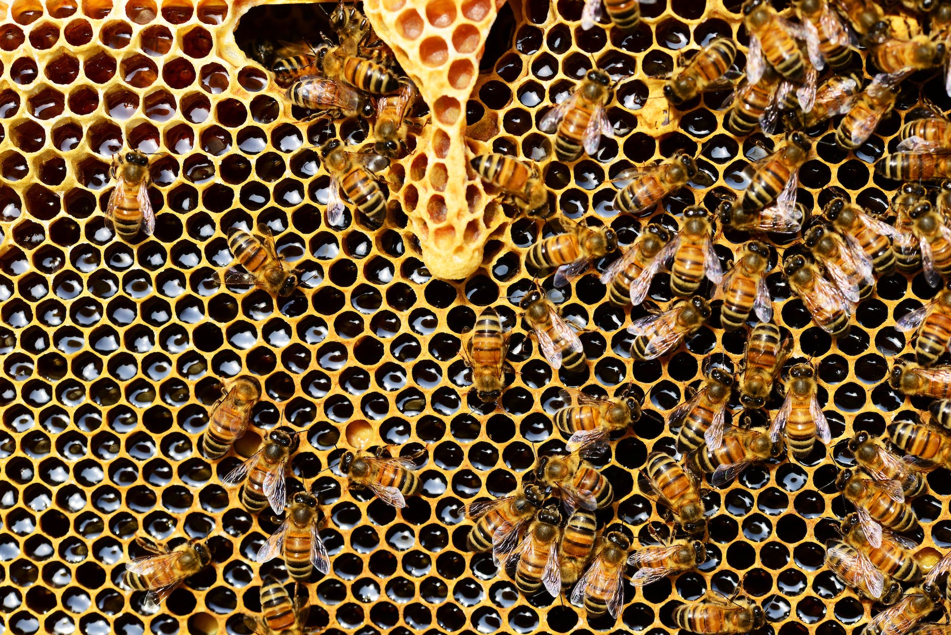 honeycomb close up detail honey bee