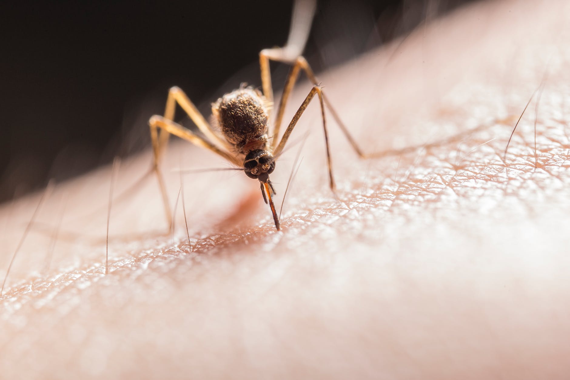 El dengue ya cobró dos vidas en Yucatán