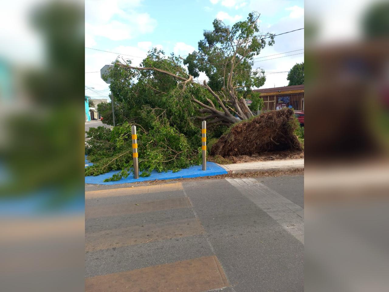 Mal tiempo por norte derriba árboles y apagones en Mérida
