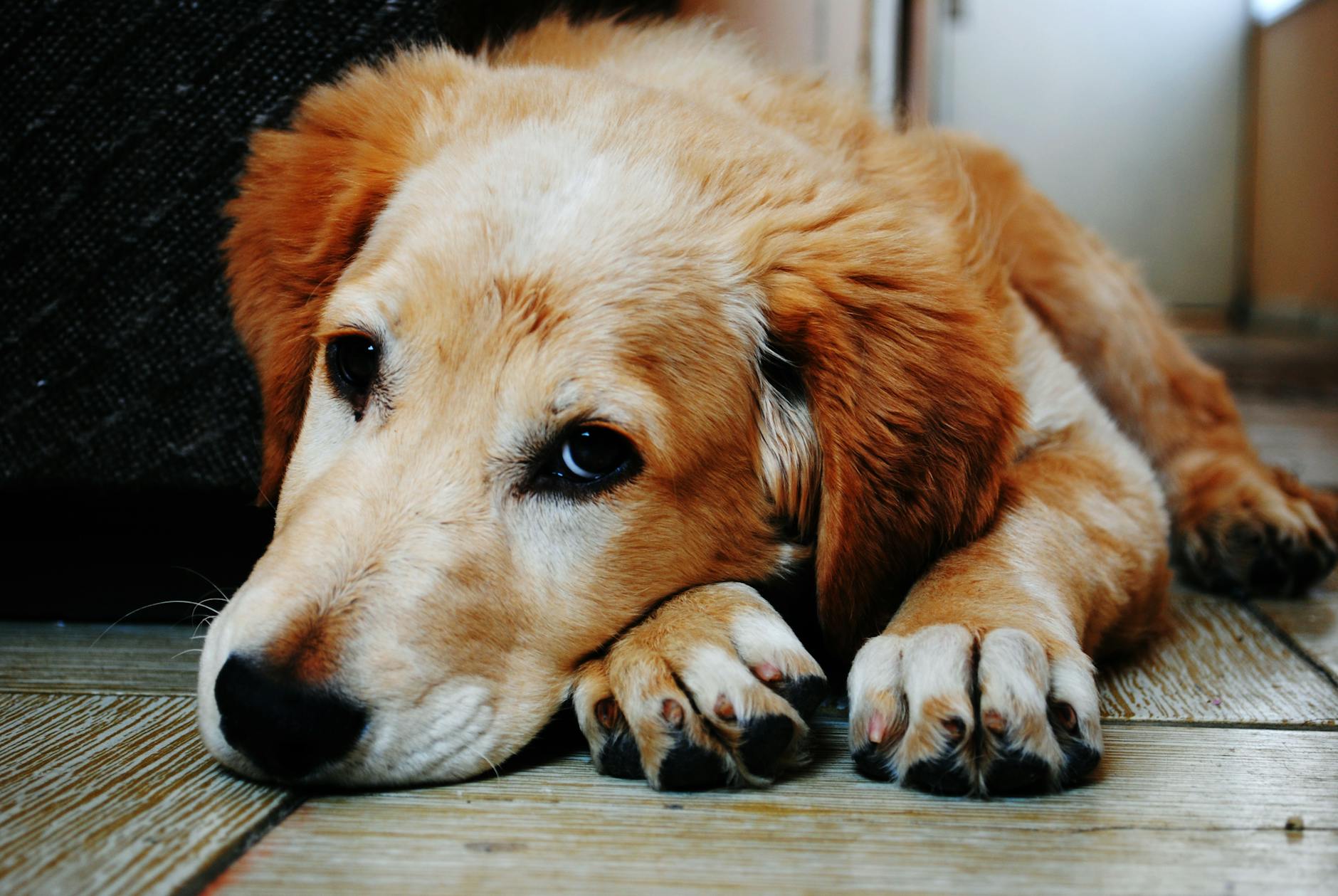 Alertan por incremento de casos de parvovirus canino